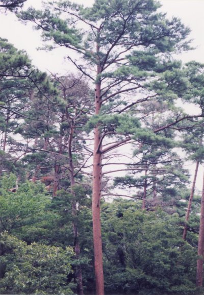 柏山林木遺伝資源保存林_アカマツの巨木 