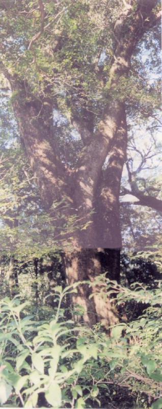 川添林木遺伝資源保存林_タブノキの巨木