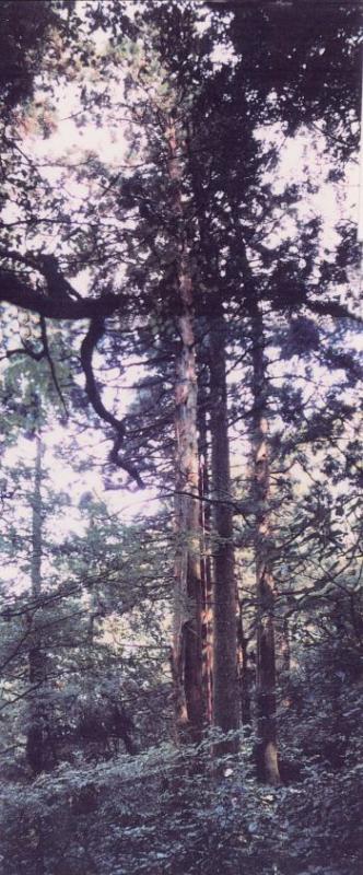 北向山林木遺伝資源保存林_スギの並木 
