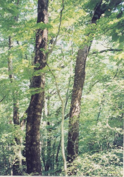 黒岳林木遺伝資源保存林_サクラ(左)・ミズメ(右) 