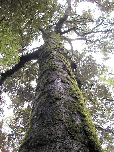 楠見林木遺伝資源保存林_イチイガシの巨木