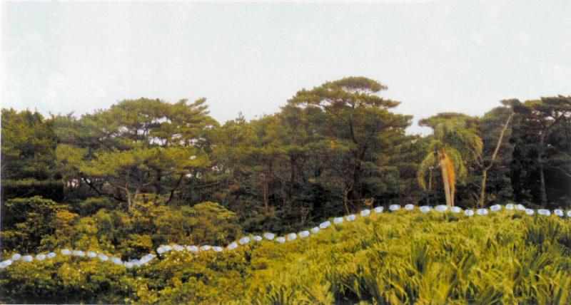 面縄林木遺伝資源保存林_近景