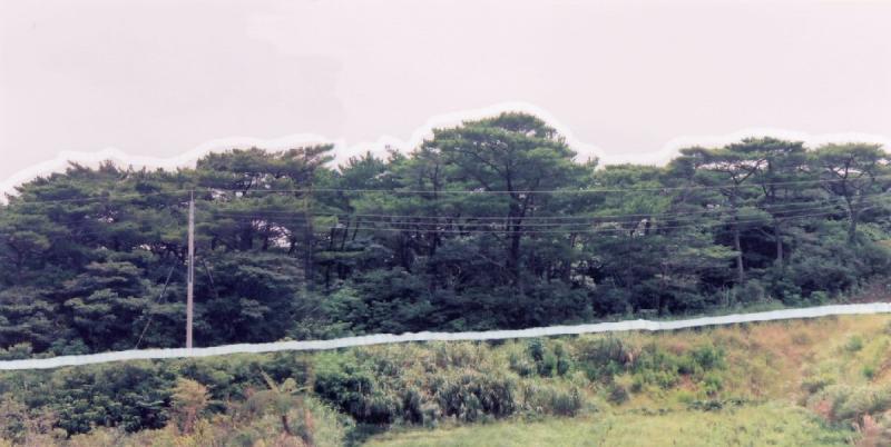 面縄林木遺伝資源保存林_全景