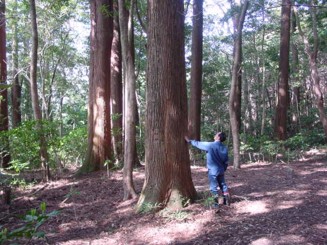 三ツ岩林木遺伝資源保存林_オビスギの巨木