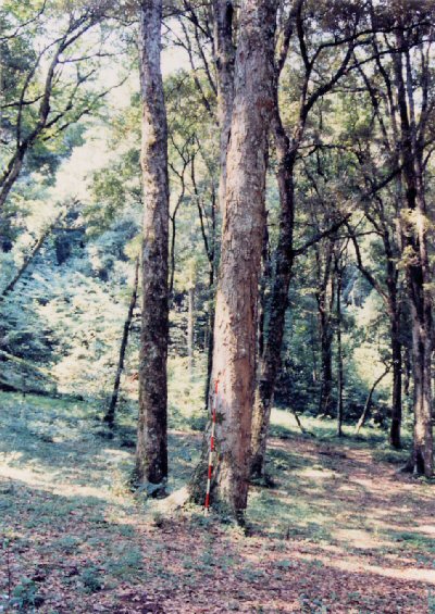 蜷尻林木遺伝資源保存林_イチイガシの巨木