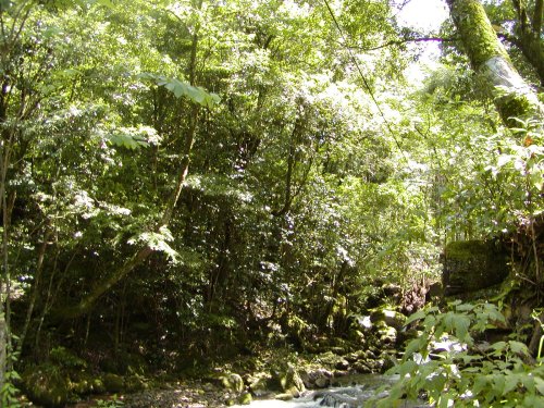 大河平林木遺伝資源保存林_保護林内の渓流