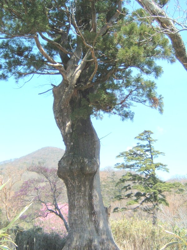 鬼の目山林木遺伝資源保存林_”鬼の目杉”の巨木