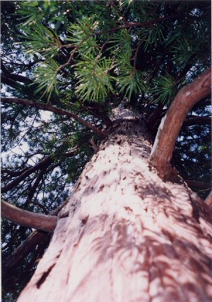 尾鈴林木遺伝資源保存林_コウヤマキの巨木