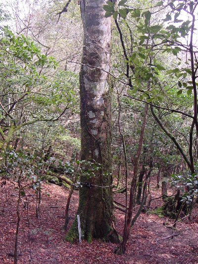紫尾山林木遺伝資源保存林_ブナの巨木