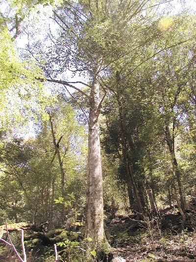 重永林木遺伝資源保存林_カヤの巨木