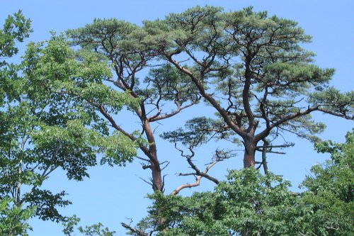 霧島山森林生物遺伝資源保存林_霧島アカマツの樹形