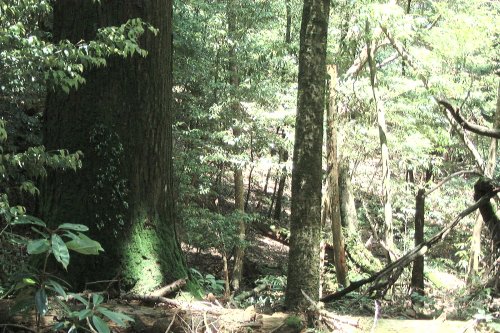 霧島山森林生物遺伝資源保存林_林内の下層