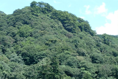 照葉樹の林相