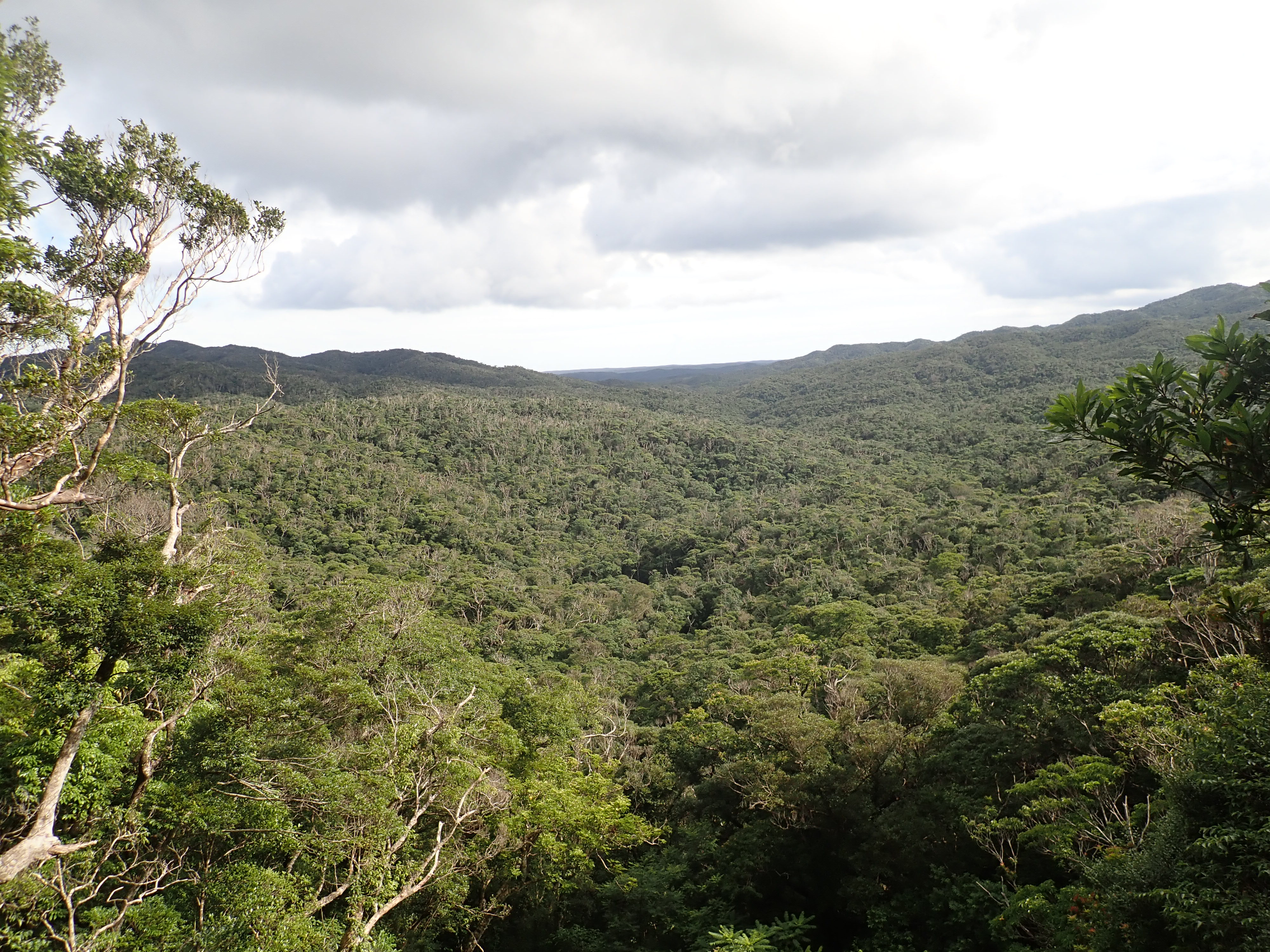 やんばる森林生態系保護地域内（４０林班　遠景）