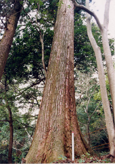 萱瀬スギ植物群落保護林_杉の巨木