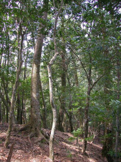 掃部岳植物群落保護林_林内に点在するモミ