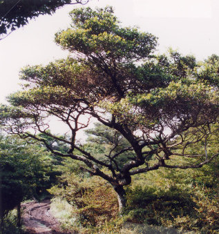 野岳植物群落保護林_イヌツゲの巨木