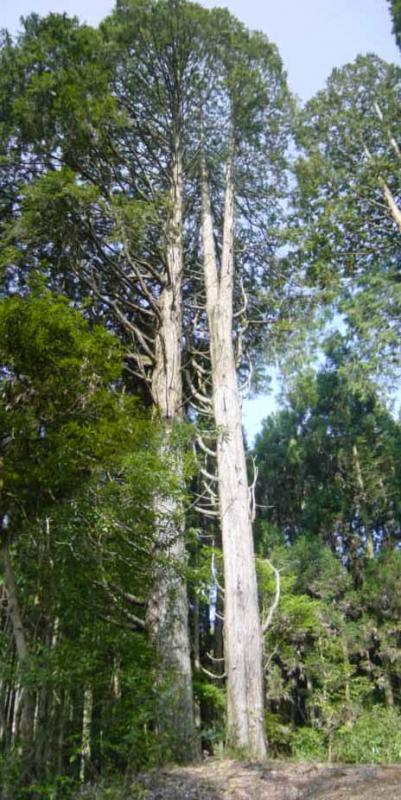 水源植物群落保護林_ヒノキ巨木