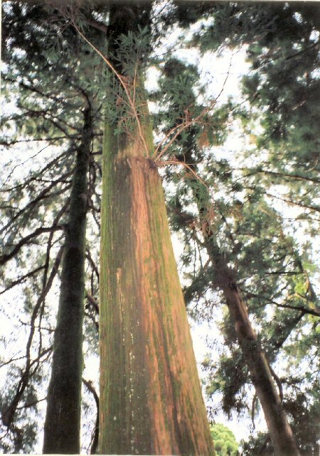 若杉山植物群落保護林_スギ老齢大径木
