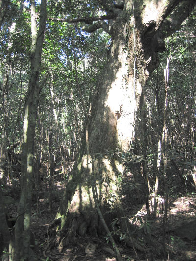 山砥植物群落保護林_スダジイの巨木