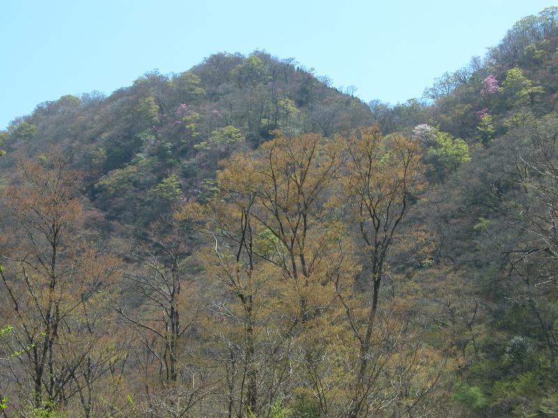 二上ケヤキ希少個体群保護林近景