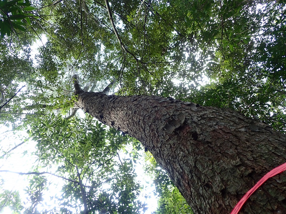 保護林内のヤクタネゴヨウ中径木