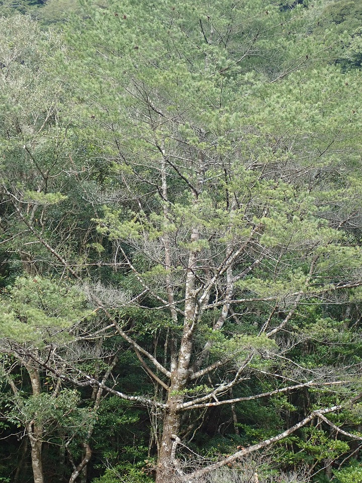種子島ヤクタネゴヨウ等植物群落保護林内の成育個体２