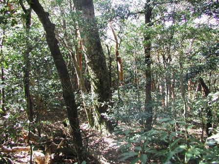 稲生岳の照葉樹林