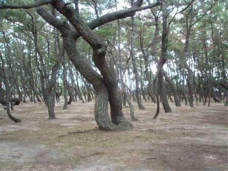 海岸のクロマツ林