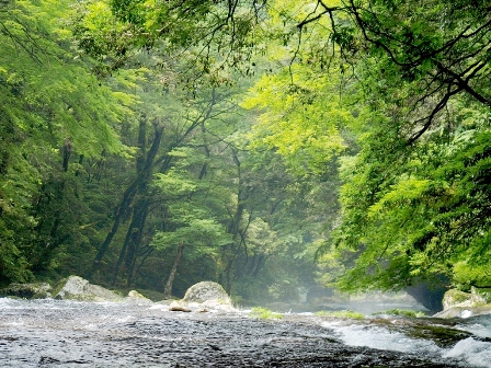 菊池渓谷の落葉広葉樹林