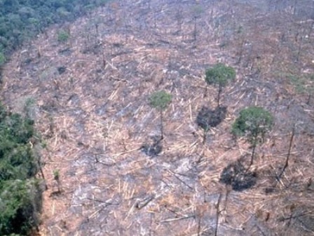 森林伐採