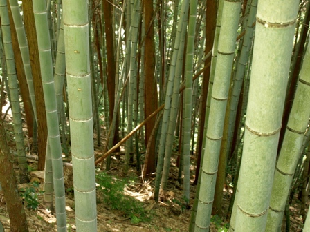 森林に入り込んだ竹