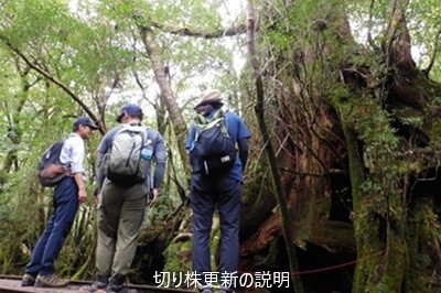 切り株更新の説明