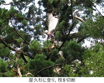 屋久杉に登り枝を切断