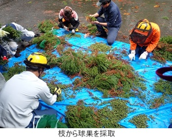 枝から球果を採取