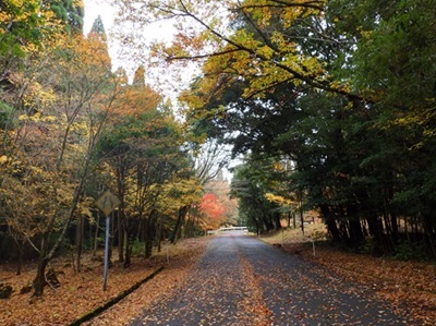 みどりのトンネルの県道１号線