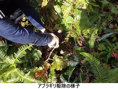 アブラギリ駆除の様子