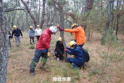 除伐作業（ノコギリで伐採）の様子