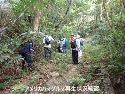 アメリカハマグルマ再生の状況を確認している様子