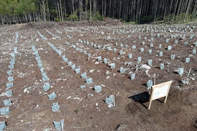 展示フィールドの様子