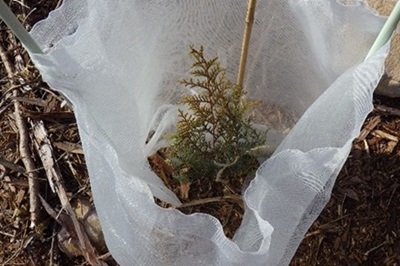 植栽されたヒノキ