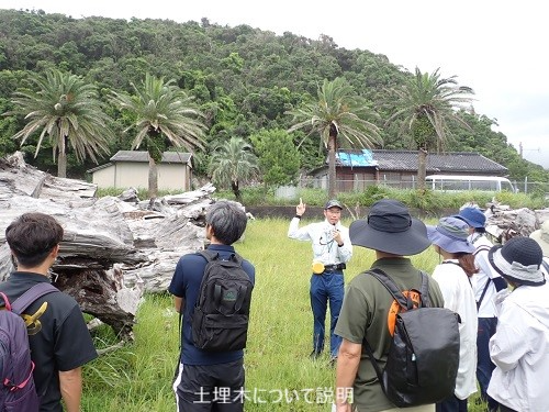 土埋木について説明
