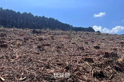 伐採跡地の様子