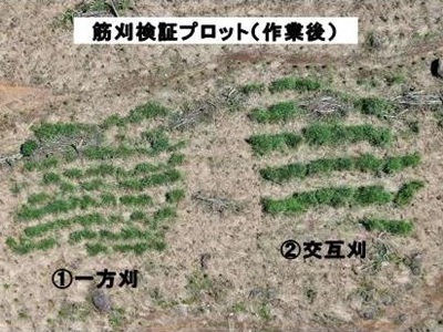 筋刈検討プロット作業後の上空からの写真