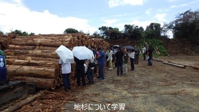 地杉について学習