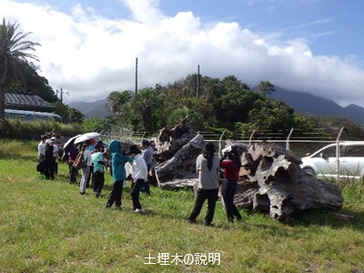 土埋木の説明