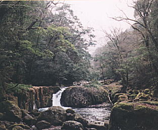 くまもと自然休養林(菊池水源地区)