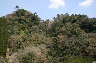 大河平林木遺伝資源保存林
