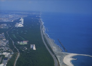 一ッ葉海岸林