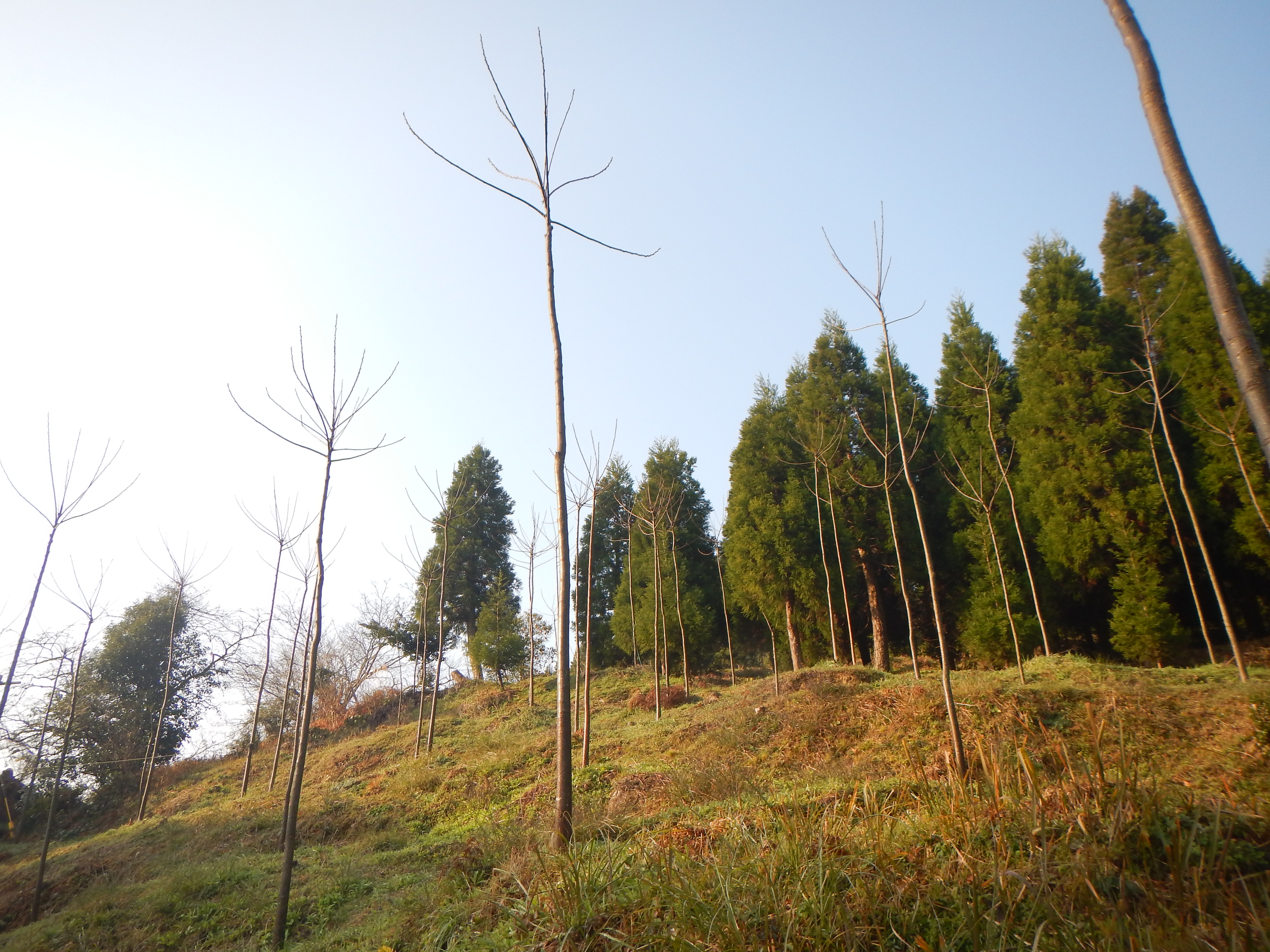 芽かきを行った３年生のセンダン植林地